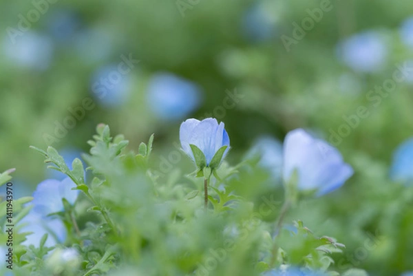 Fototapeta 咲いている美しいネモフィラ	
