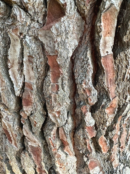 Fototapeta Tree bark, bark texture, close-up.