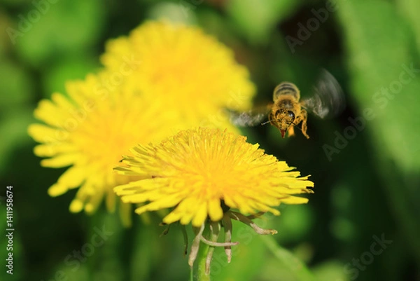 Fototapeta Bee colleting pollen on dandelion flower