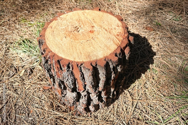 Fototapeta Piece of sawn tree trunk, tree trunk cross section texture, annual rings, thick bark.