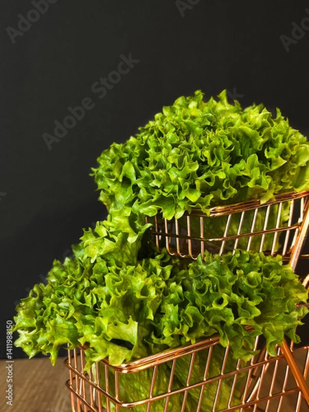 Obraz Leaf lettuce in a cart or better known as selada keriting is a type of lettuce whose leaf tips are wavy and light green in color. On black background
