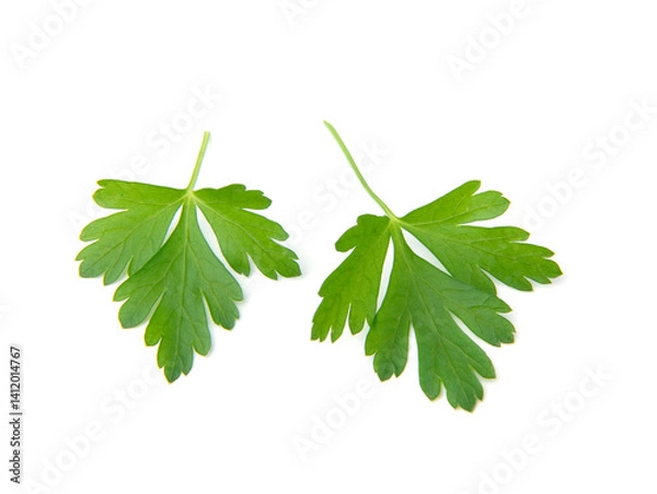 Obraz Fresh parsley leaves on white background