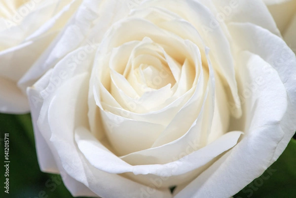 Obraz Beautiful soft fresh white rose close up.
