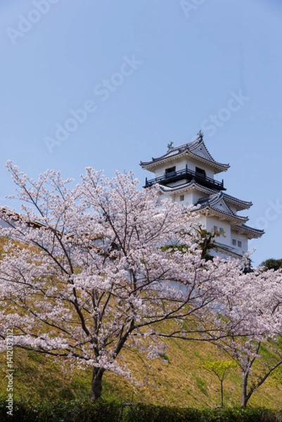 Obraz 掛川城と桜