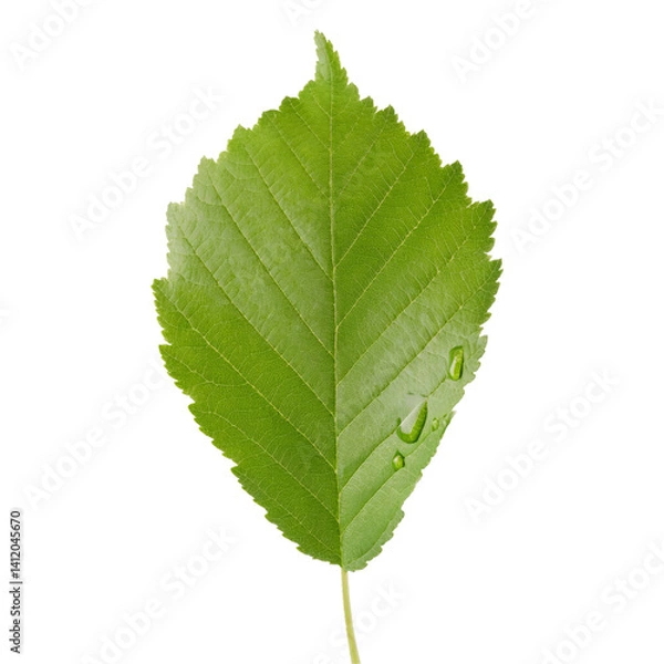 Fototapeta Vibrant green elm leaf with glistening water droplets, isolated on a transparent background, offering a refreshing touch of nature
