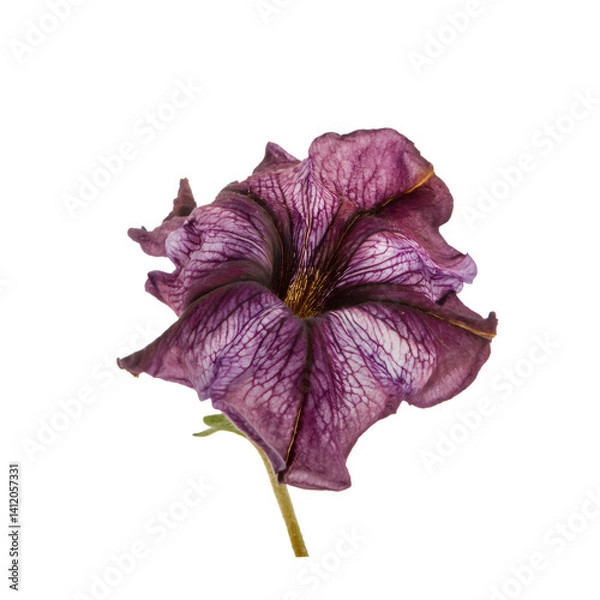 Fototapeta Wilting purple petunia blossom closeup, transparent background, isolated with cut out path for graphic design purposes