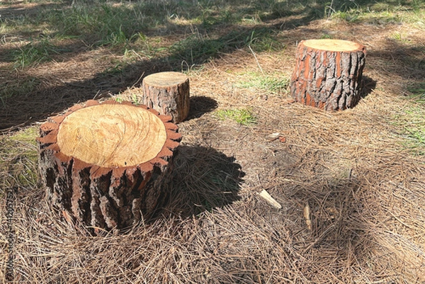 Fototapeta Pieces of sawn tree trunk, chips lie on old dry needles. Saw cuts, cross section of tree trunk, annual rings, thick bark on a bright sunny day.