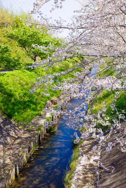 Obraz 河辺の桜