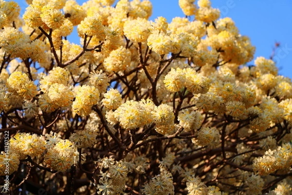 Fototapeta Flowering shrub of Edgeworthia chrysantha under blue sky