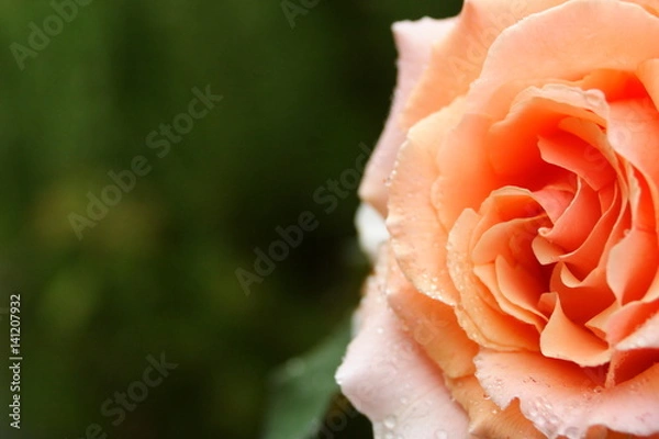 Obraz Just Joey Rose