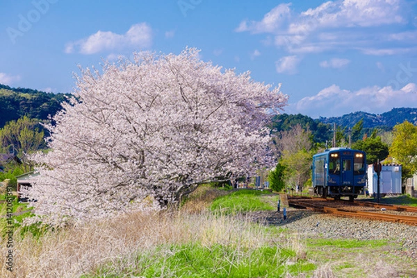Obraz 桜の隣を走る天浜線_天竜浜名湖鉄道_train