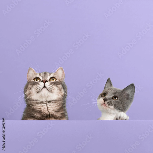 Fototapeta Cute little gray cat and kitten, on a pastel background, looks and plays. Buisiness banner, concept, template, copy space.