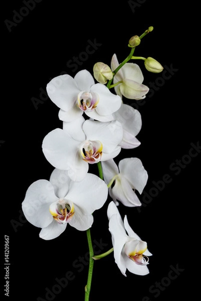 Fototapeta White Orchid on a black background