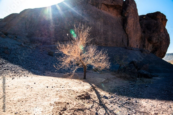 Obraz 2024 03 16 Jebel Saghro Atlas tree 302024 03 16 Jebel Saghro Atlas tree 30