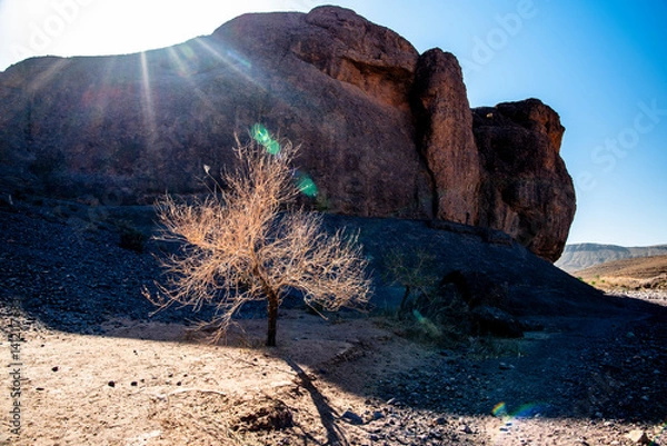 Obraz 2024 03 16 Jebel Saghro Atlas tree 31