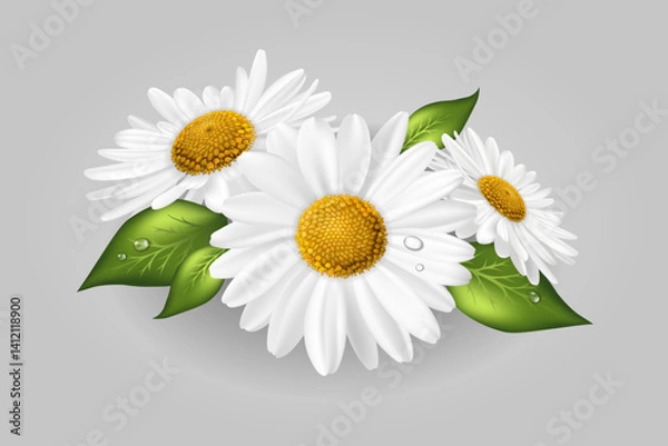 Fototapeta Three chamomile or daisies with leaves isolated on white background. Realistic Vector
