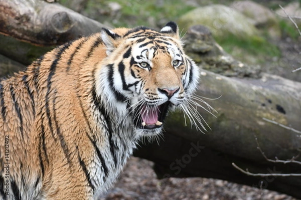 Fototapeta The Tiger