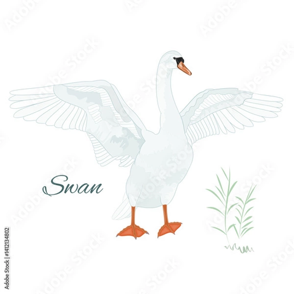 Obraz White swan bird with spread wings watercolor vintage on a white background vector illustration editable hand draw