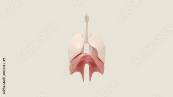 Fototapeta Lungs Respiratory System Trachea Bronchi Diaphragm 3D Illustration