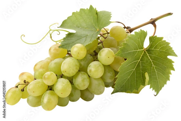 Fototapeta A luscious bunch of green grapes, freshly picked from the vine, glistening with morning dew, against a clean white background.