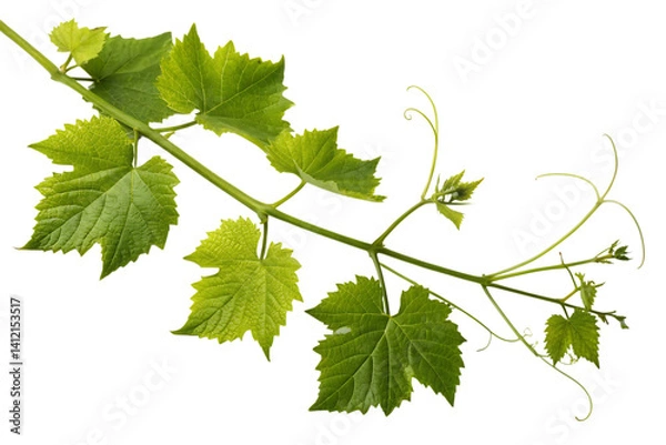 Fototapeta A vibrant grapevine branch showcasing the fresh, new growth of spring, with bright green leaves and delicate tendrils against a pure white background.