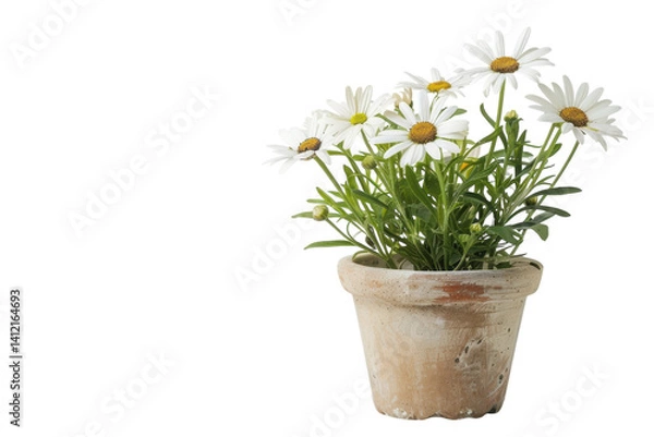 Fototapeta Delicate white daisies bloom in a rustic terracotta pot on a bright sunny day in a cozy garden isolated on transparent background