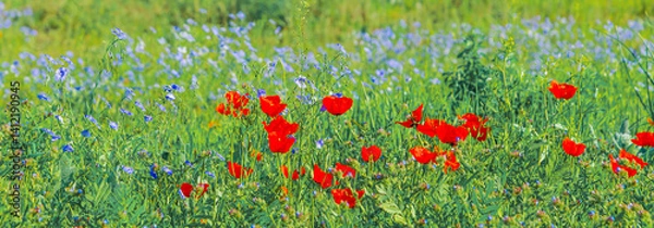 Fototapeta Bright blooming poppy and steppe flax flowers growing in a meadow.