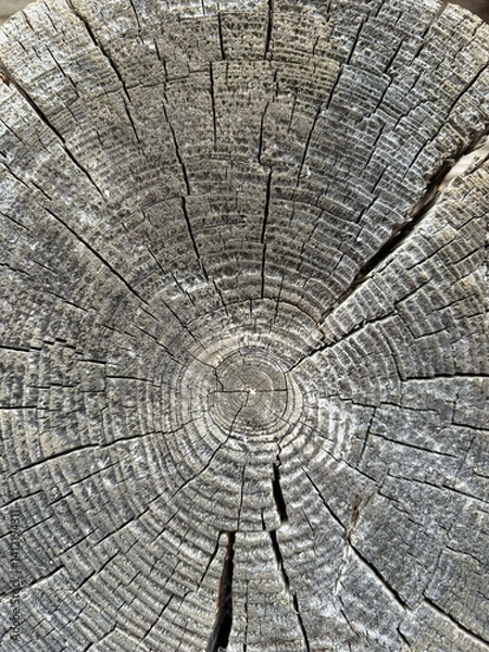 Obraz Closeup of the wood grain patterns and textures