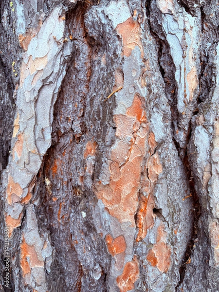 Obraz Close up tree bark texture as a wooden background