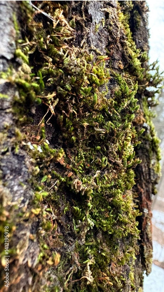 Obraz Close-up of tree bark with moss and lichen