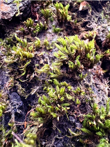 Obraz Close-up of tree bark with moss and lichen