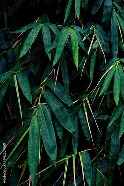 Fototapeta Raindrops splashing on green bamboo leaf texture background