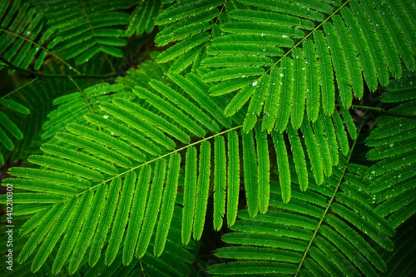 Fototapeta Green leaf texture, Dark nature background