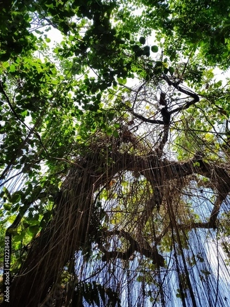 Fototapeta Vines are straight and hang down from the trees.