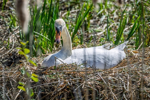 Fototapeta Close up of a Mute Swan sat on nest near lake in Gloucestershire, UK