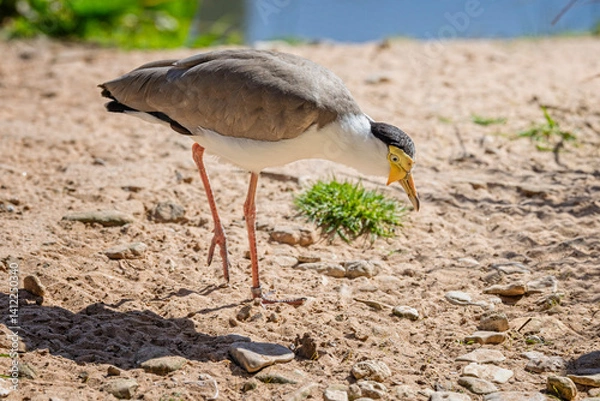 Fototapeta Close up of a masked Lapwing on shoreline surface