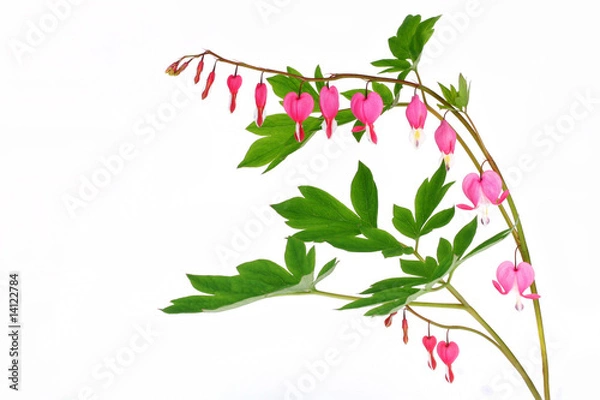 Obraz Bleeding Heart Isolated on White