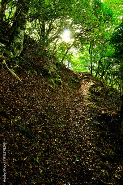 Obraz 御坂山地の鍵掛　夏の山道を朝日が指す
