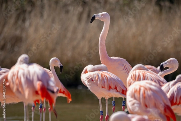 Fototapeta Close up of a group of pink Chilean Flamingoes at Slimbridge WWT, Gloucestershire, UK on 11 April 2025