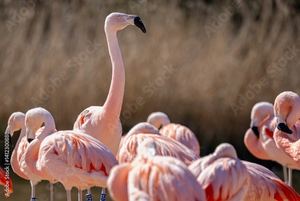 Fototapeta Close up of a group of pink Chilean Flamingoes at Slimbridge WWT, Gloucestershire, UK on 11 April 2025