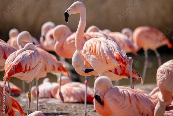 Fototapeta Close up of a group of pink Chilean Flamingoes at Slimbridge WWT, Gloucestershire, UK on 11 April 2025