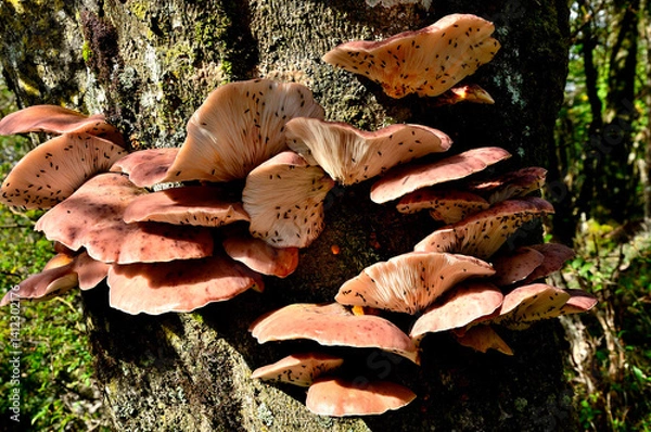 Obraz 御坂山地の鍵掛　古木に密集するツキヨタケ
