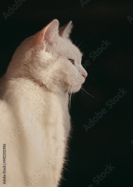 Obraz portrait of a white cat on a dark background