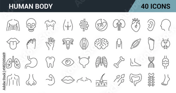 Fototapeta Human Body Line Editable Icons Set. Includes organs, body parts, and anatomy symbols. Vector illustration.
