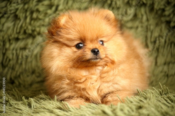 Obraz charming little Pomeranian puppy