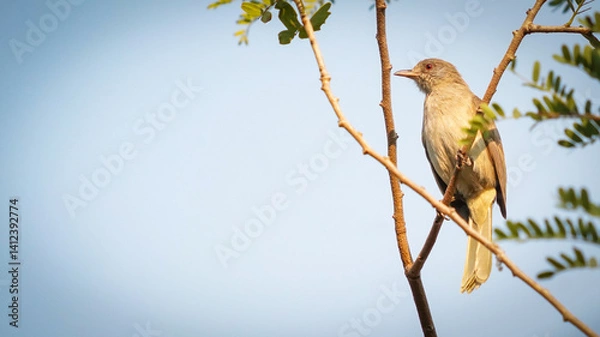 Obraz the dove in the nature with dramatic tone