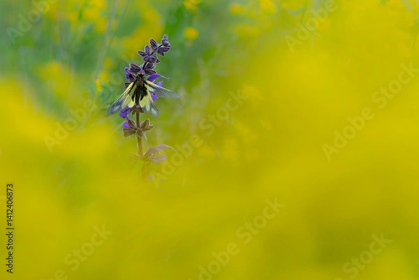 Fototapeta With open wings, the butterfly lion, also know as the owly sulphur (Libelloides coccajus)	