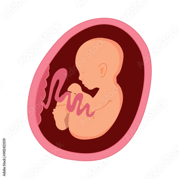 Obraz Development of fetus in uterine. Gynecology, reproductive. Flat gradient icon. Vector illustration.