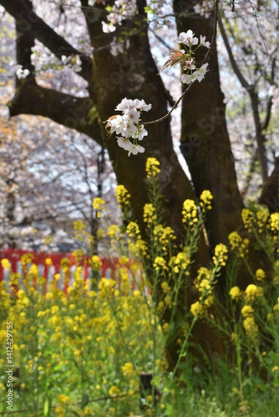 Obraz 平野神社の桜