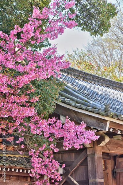 Obraz 平野神社の桜
